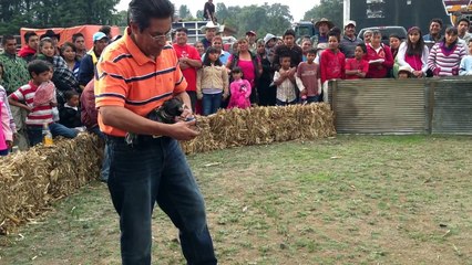 Exhibición de Gallos Crías 2012