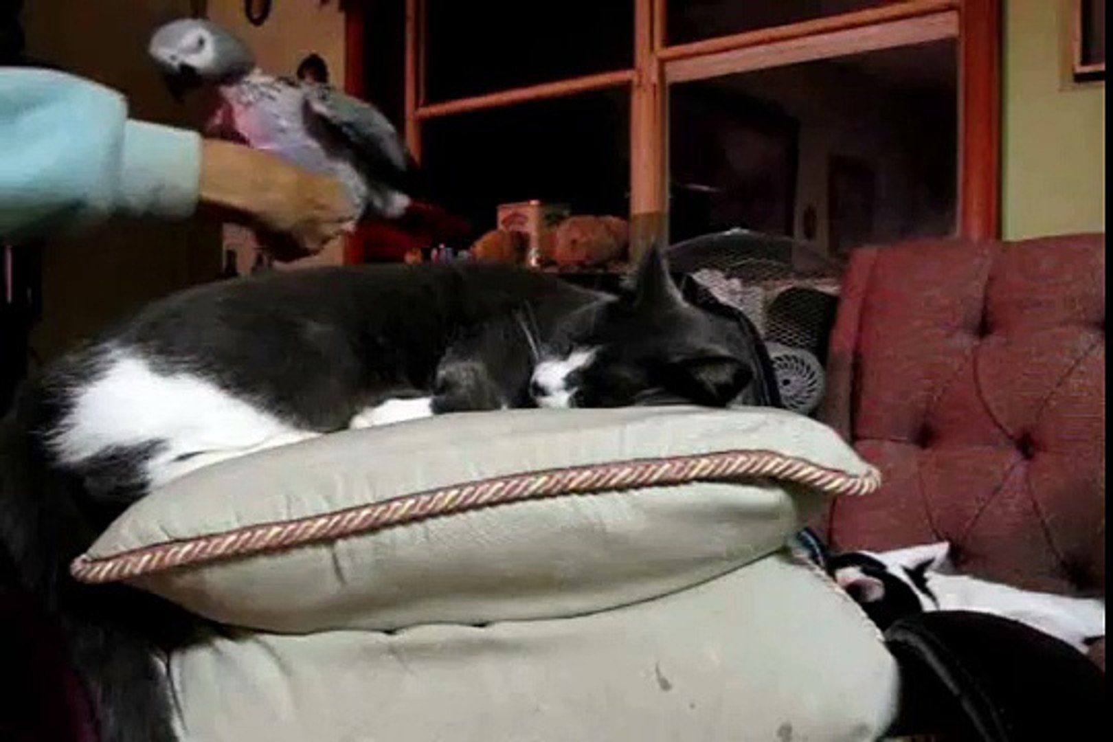 HOW TO WAKE-UP A SLEEPY CAT ... PARROT STYLE