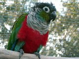 Exotic Parrots in Australia 3
