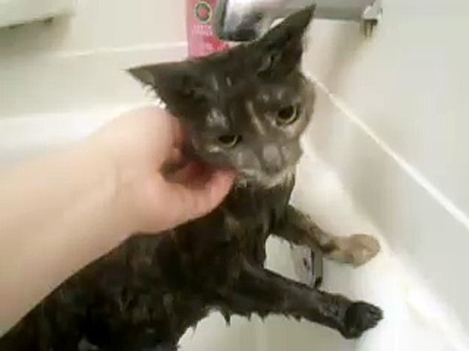 My Cat Taking A Bath