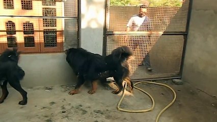 tibetan mastiff in punjab 09592361465