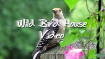 Blue Jays, Chickadees & Female Junco : Wild Bird House Video