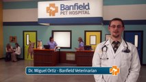 Banfield Pet Hospital - Risks and Signs of Obesity in Dogs and Cats