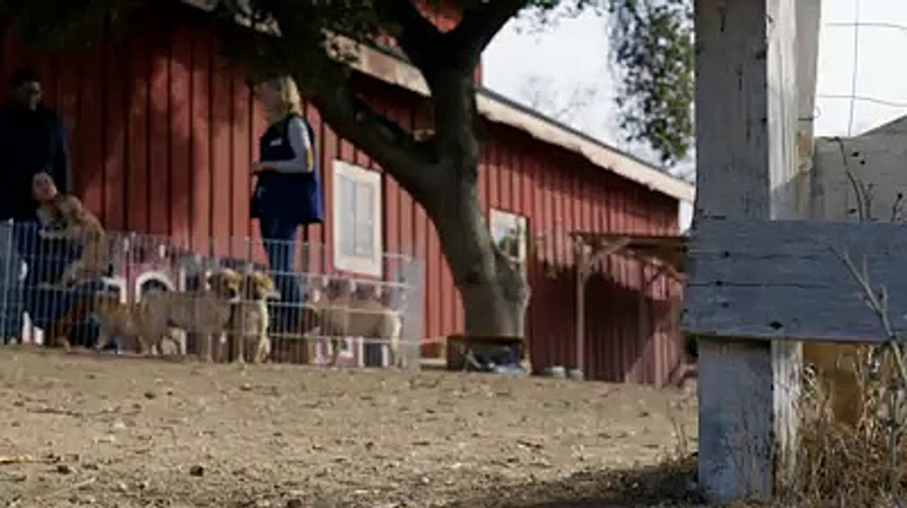 Friendship between a dog and a horse!?syndication=228326