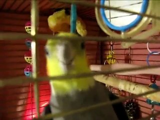 Tweeter the Cockatiel singing "The Good, The Bad And The Ugly"