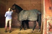 Groundwork Training With a Young Horse : Introducing a Horse to Tying