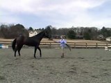 Groundwork Training With a Young Horse : Training a Young Horse to Go Forward & Come Back
