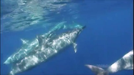 ALOHA HAWAII Spiritreise mit Delfinschwimmen www.Namayan.de