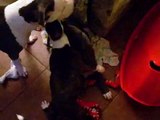Brindle and Blue Pit Bull Puppies Playing