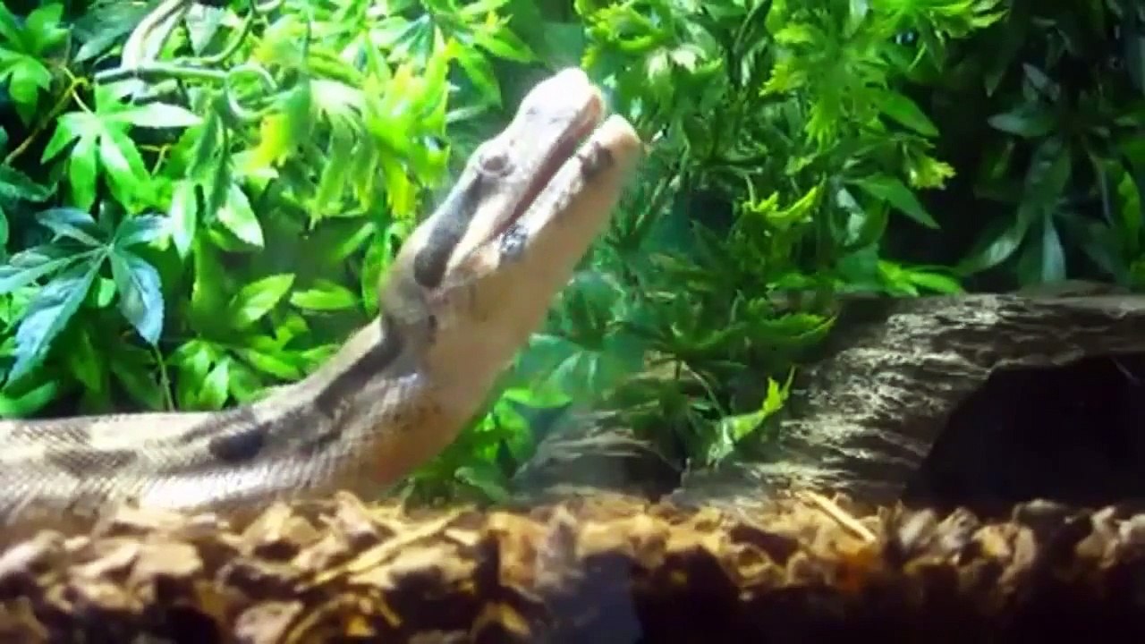 Pink Floyd Wots... Uh The Deal Fan film FULL