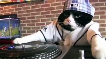 Cant Stop the Funky Cat