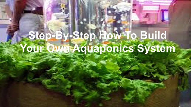 Proven Video: Aquaponics systems made easy