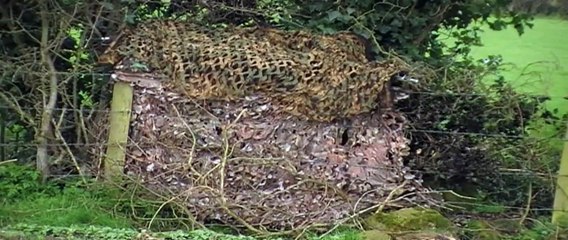 Air Rifle Hunting. Another Magpie In The Bag.