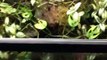 My Poison Dart Frogs and Vivariums
