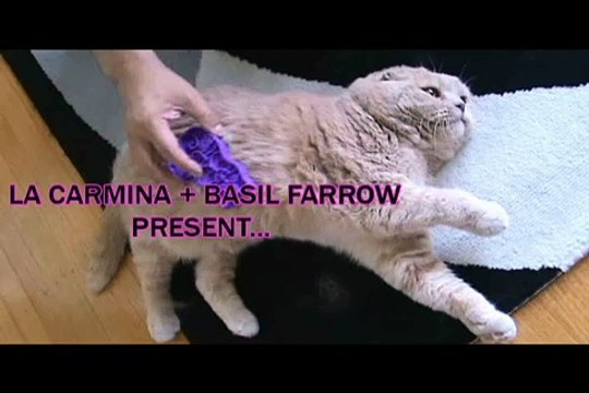 HOW TO KEEP CATS COOL DURING THE SUMMER HEAT: hot weather pet care tips, prevent cat heatstroke