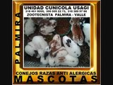 MASCOTAS, CONEJOS RAZA REX, ANTI ALERGICOS, PALMIRA, VALLE, COLOMBIA