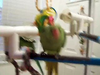 BABY INDIAN RINGNECK PARAKEET  3 MONTHS OLD