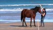 Parelli Liberty Horse Training on the Beach in Australia with Katie and Rose
