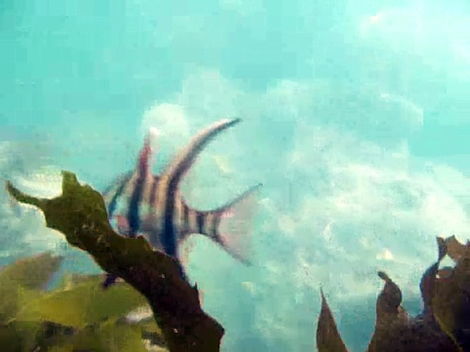 port noarlunga reef snorkel
