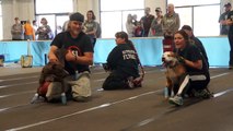 American Pit Bull Terrier Team Flyball Racing