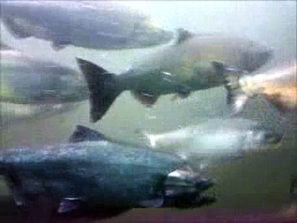 Go Salmon, Go!