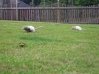Rats running