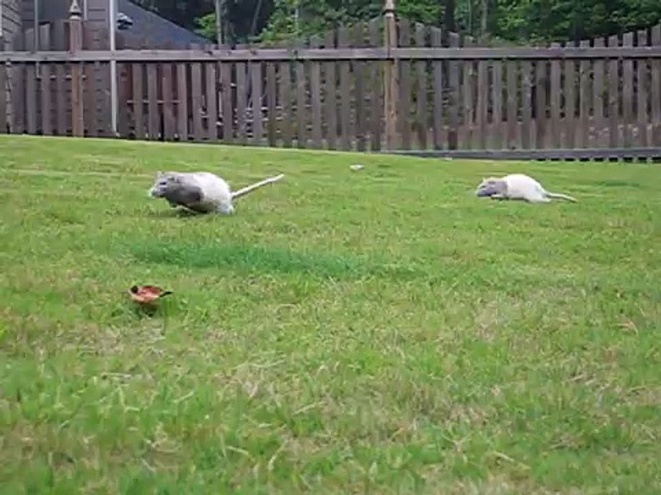 Rats running