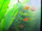 Ember tetra (related to piranha)and glass shrimp