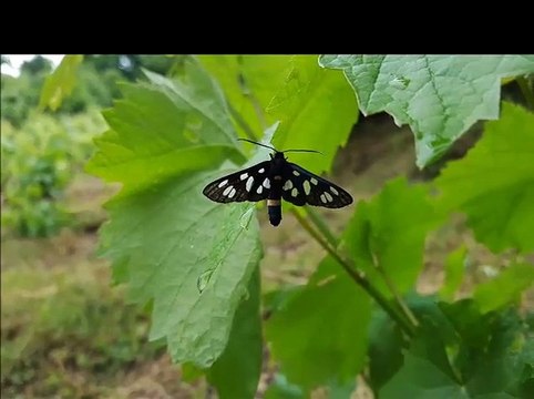 Çorum, İskilip İbik Köyünden Bahar manzaraları Gülabi'nin Hangi dağın ardındasın türküsüyle