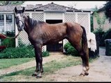 Why Them? - A Hopeful Tribute to Abused and Neglected Horses