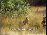 Dokumentation: GEHEIMNISVOLLER KONTINENT AFRIKA 3: Welt der Tiere (DVD / Vorschau)