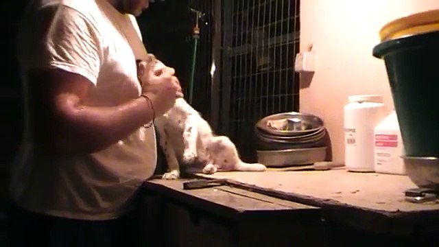 female puppies del ponte rio {Dream del Ponte Rio x Laika}