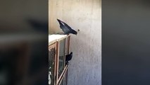 Un pigeon fait des backflips