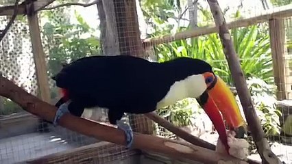 Toco Toucan Cleaning Services
