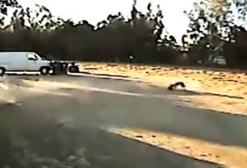 Rottweiler Saves Chihuahua From Coyote - NEW ZOOMED FOOTAGE