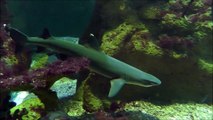 Weißspitzen-Riffhai (Triaenodon obesus) - Whitetip reef shark - Haus des Meeres