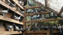 We shipping today 120 pigeons to KUWAIT CITY from Kuwait we ship to all countries in middle east
