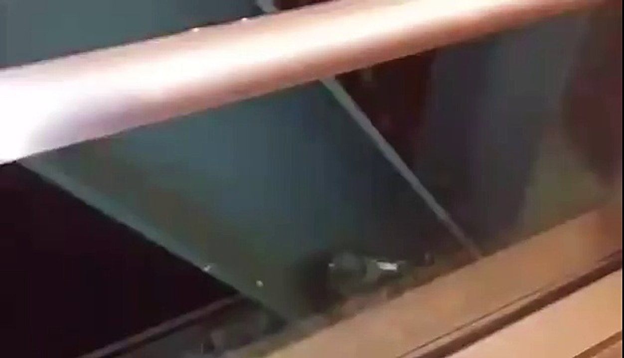 Minnesota Scrubs Pigeons Nesting - Wild Pigeons