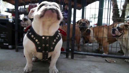NOTHING CUTER THAN A PEN FULL OF ENGLISH BULLDOGS