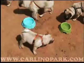 Carlinada La Roca del Valles 27/05/2007