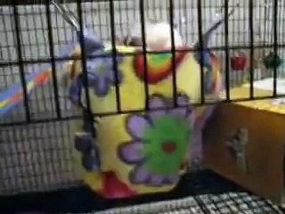 Fun baby rats