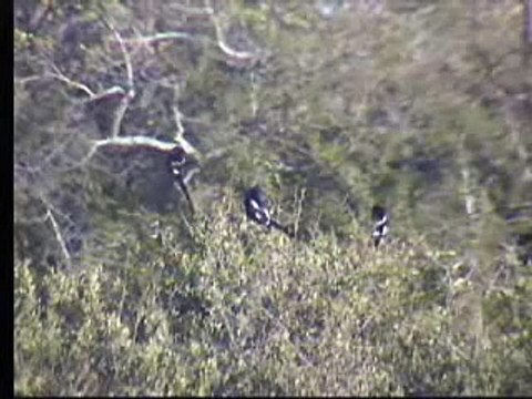 Grey Lourie & Long Tailed Shrikes