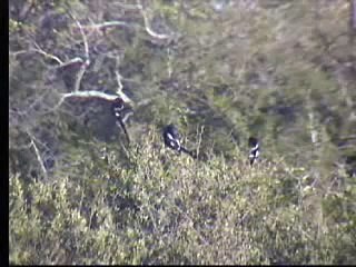 Grey Lourie & Long Tailed Shrikes