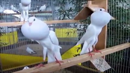 حمام نفاخ - تربية الحمام - حمام زينه - Pigeon - Pouter Pigeons