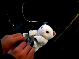 Surprised kitty parody