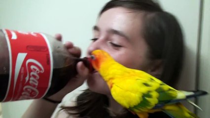 Lauren with Bobby the Sun Conure drinking Coke