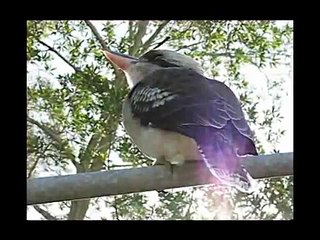 Amazing World of Birds - Laughing Bird