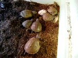 Baby Box Turtles Eating Crickets, MyNewTurtle.com