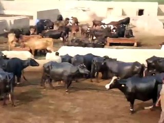 Ch Farooq Hondal Buffalo Dairy Farm Faisalabad