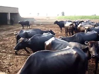 Ch Farooq Hondal Buffalo Dairy Farm Faisalabad